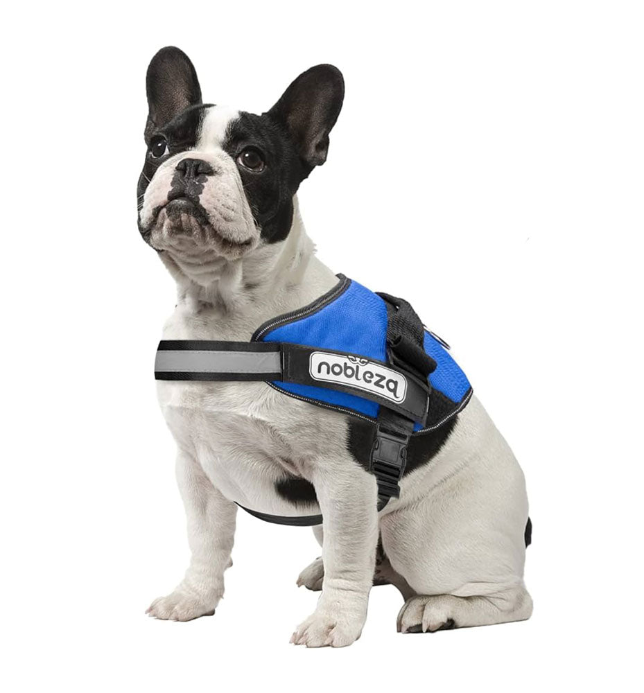 CATALYST CORNER™ - Personalized No Pull Dog Harness